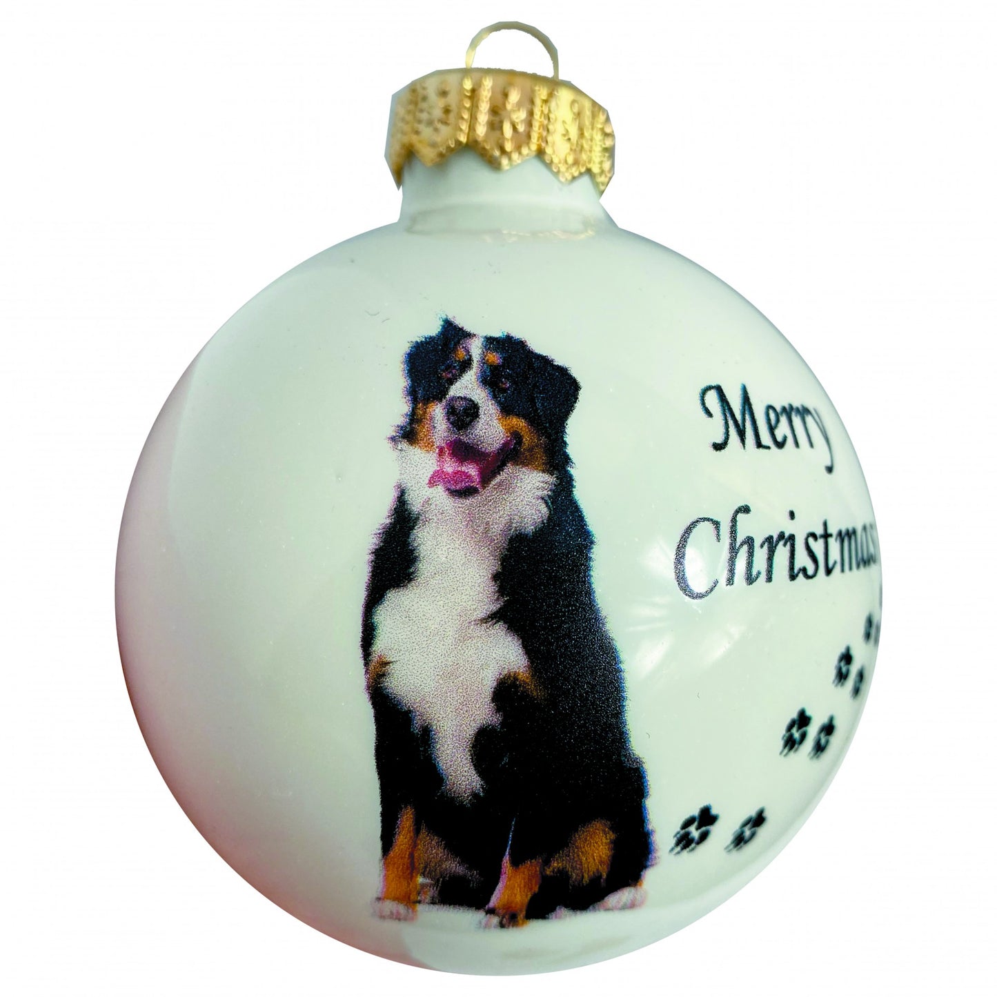 Berner Sennehund - weiss