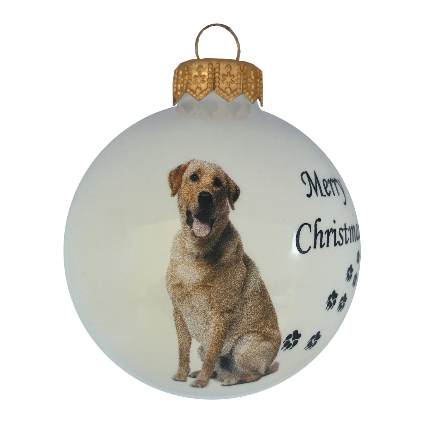 Labrador Retriever - weiss
