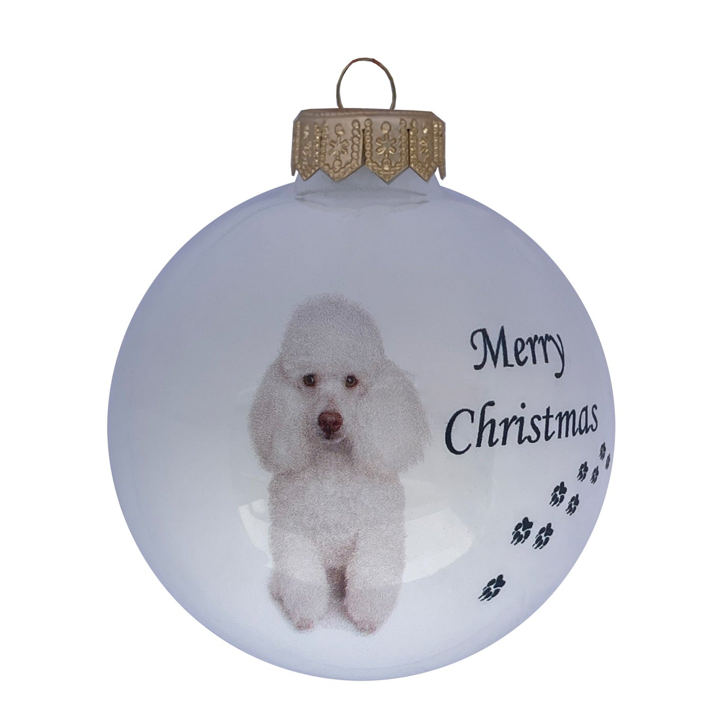 Weißer Pudel - weiss
