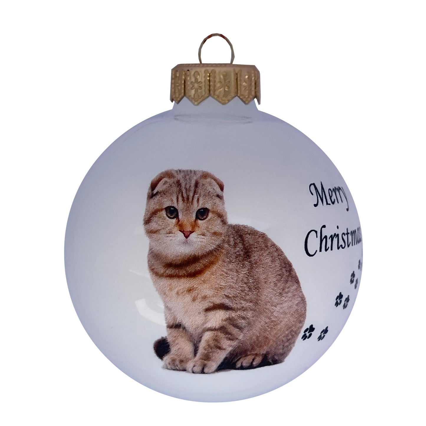 Schottische Faltohrkatze
