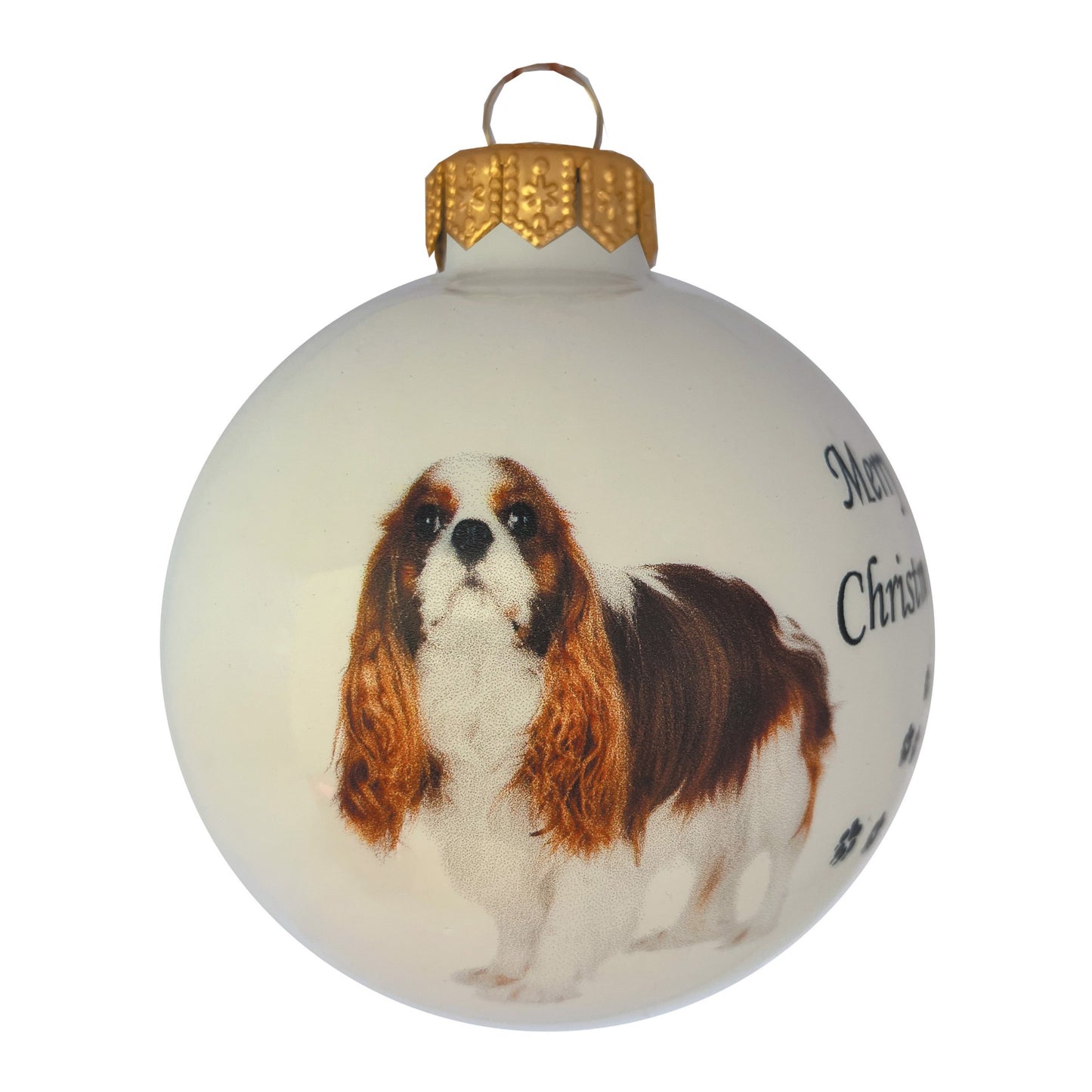 Cavalier King Charles Spaniel - weiss