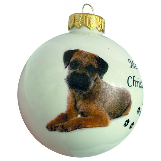 Border Terrier - weiss