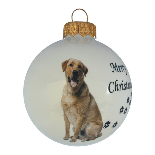 Labrador Retriever - weiss