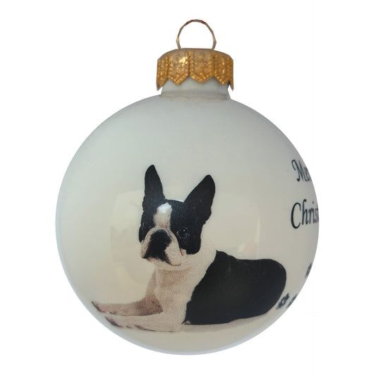 Boston Terrier
