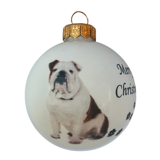 Englische Bulldogge - weiss