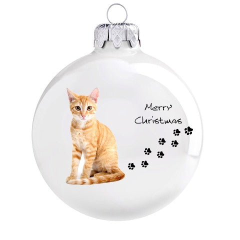 Gingerkatze - weiss